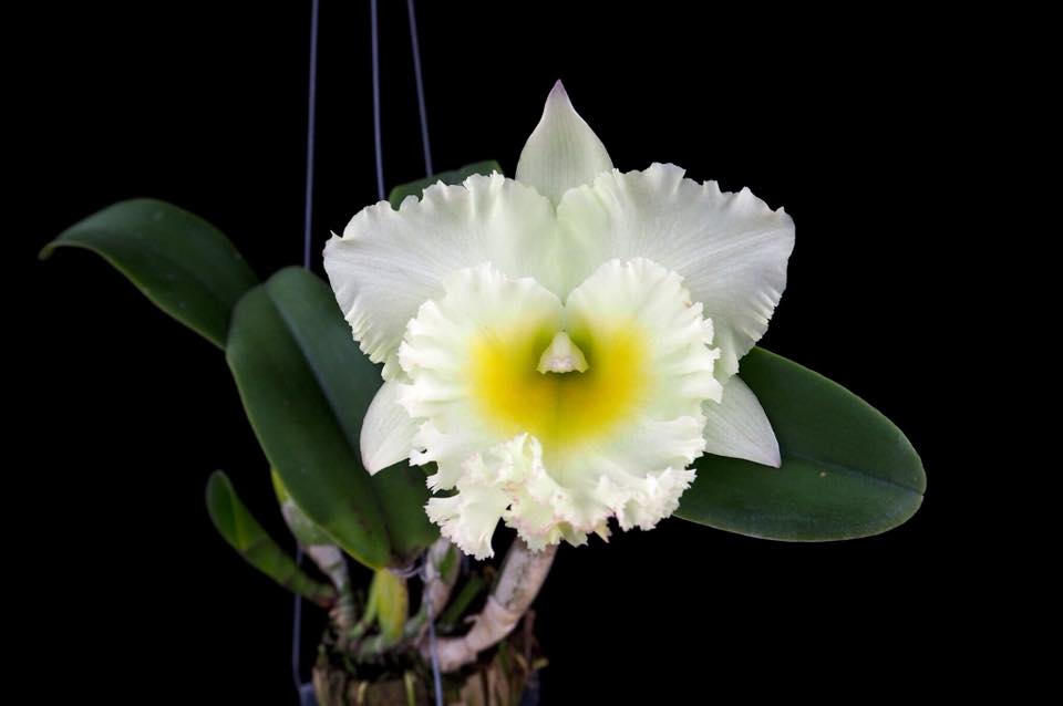 Rlc. Siam White ‘The Best’ (Beautiful Hybrid)