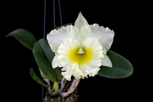 Rlc. Siam White ‘The Best’ (Beautiful Hybrid)