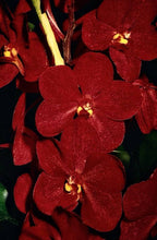 (Rare) Ascda. Kulwadee Fragrance X Ascda. Yip Sum Wah
