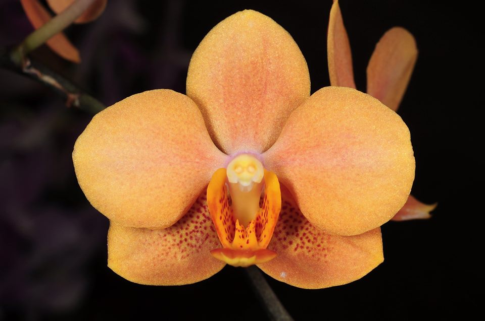IN SPIKE! Vandaenopsis Jiaho's Orange (RARE Hybrid) Secondary image