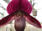 (IN BUDS NOW) Paph. (Shin -Yi Heart x Hung Sheng Bay) Bear'1' x Hung Sheng Gentle Girl Bear'4'