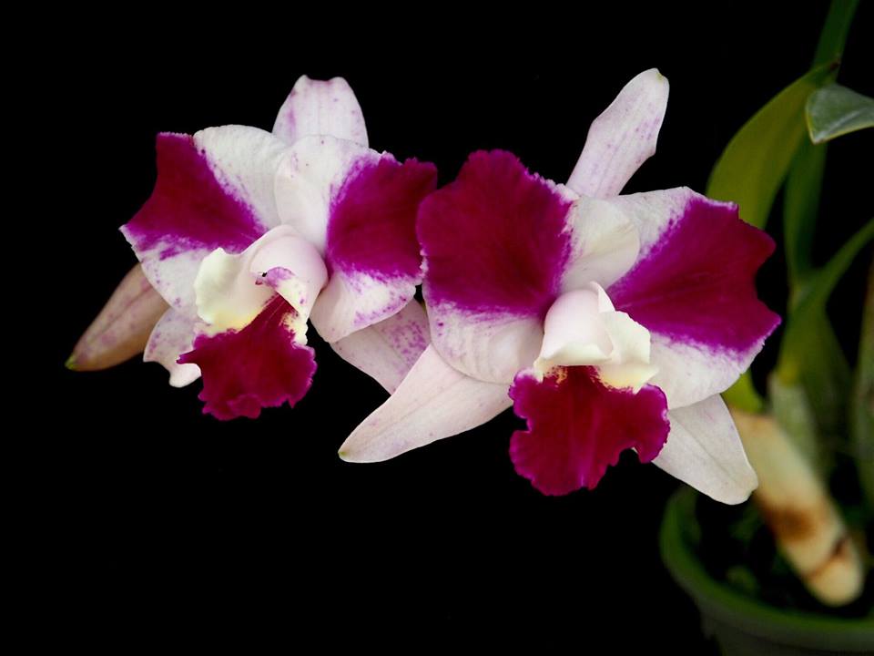 Lc. Purple Cascade 'Beauty of Perfume'