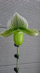 (IN FLOWER BUD) Paphiopedilum Alma Gavaert 'Terry Choice' x Paph. Laserlight 'Green Centre'