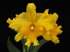 Rlc. Ploenpit Glory x Chia Lin (Beautiful Hybrid)