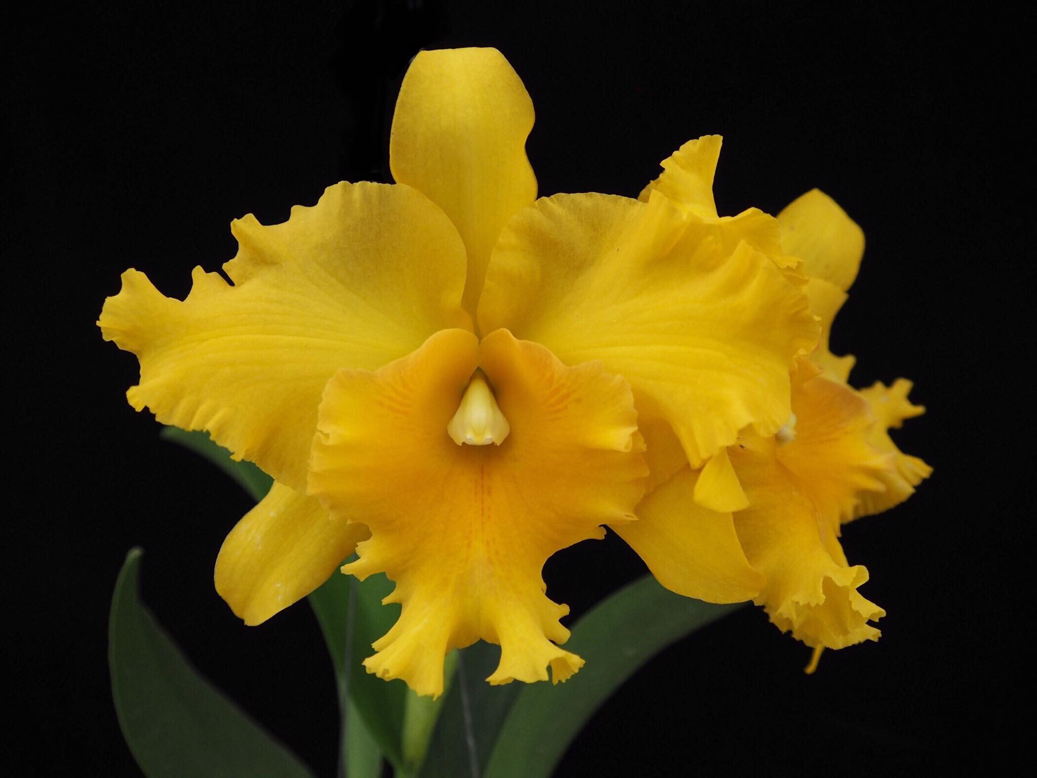 Rlc. Ploenpit Glory x Chia Lin (Beautiful Hybrid)