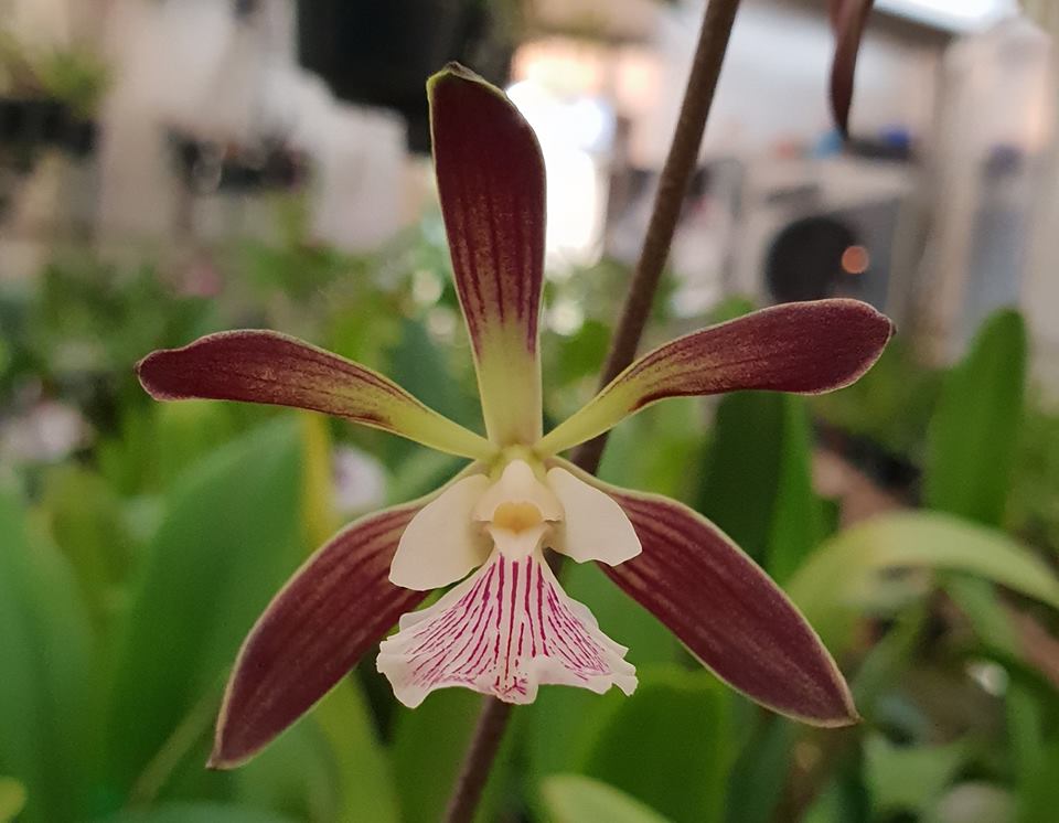 TOP Encyclia oakland Main image