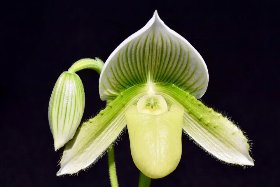Paphiopedilum Pat Rowland X Paph. Philippinense Var. Album'2015'