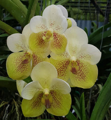 Vanda Yarnisa Gold