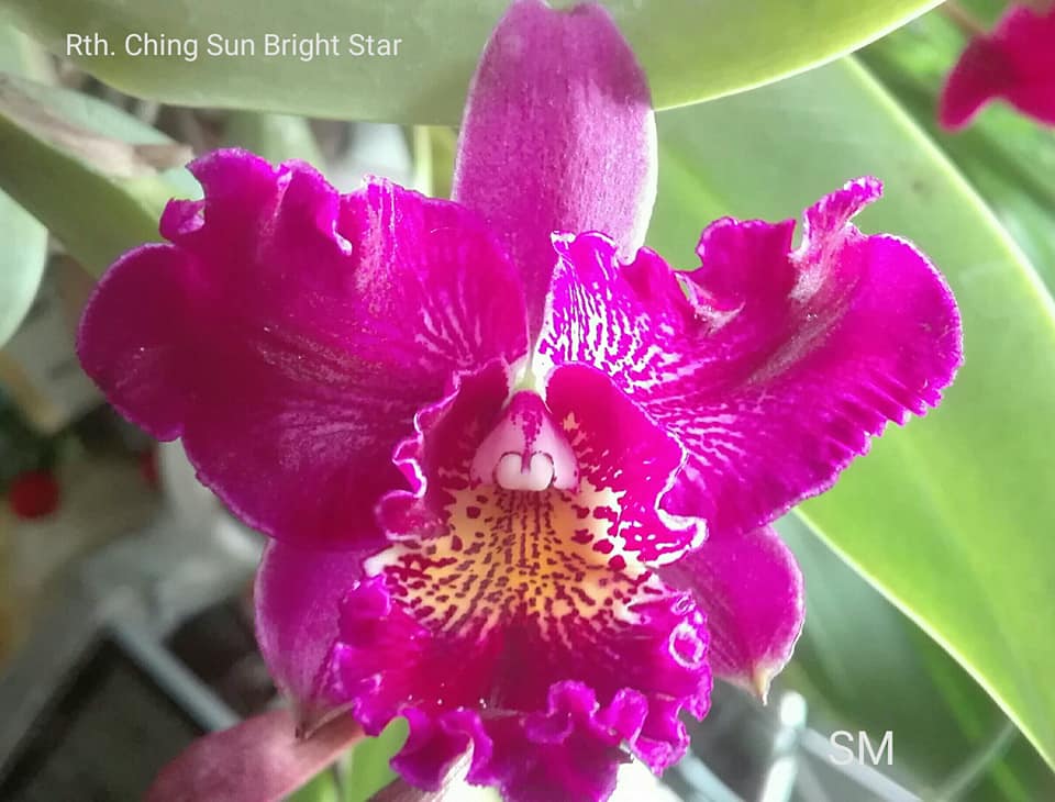 Meloara Ching Sun Bright Star (Fragrant) Main image