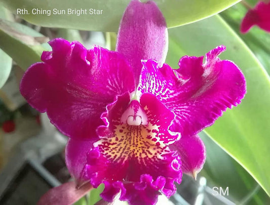 ( Flowering Now) Meloara Ching Sun Bright Star (Fragrant)