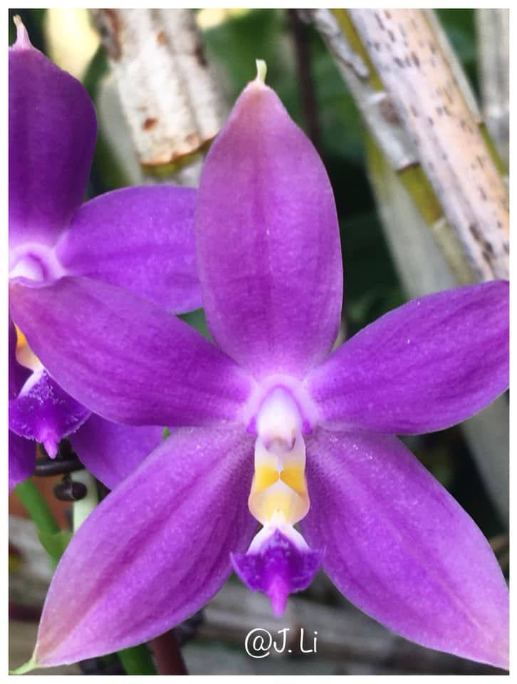 Phalaenopsis tetraspis red x KS Blue Samera