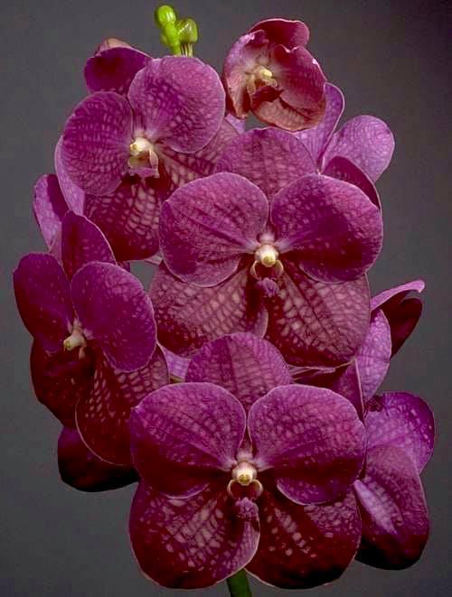 Vanda Varut Fuchsia X (IN BUDS NOW)