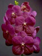 Vanda Varut Fuchsia X (IN BUDS NOW)