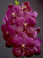 Vanda Varut Fuchsia X (IN BUDS NOW)