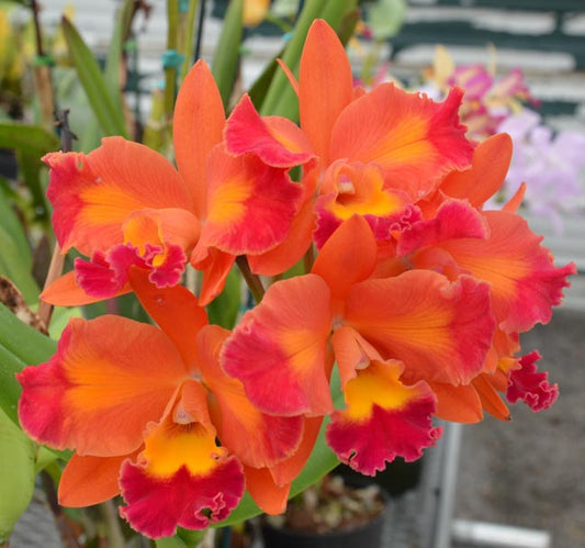 Cattleya Fuchs Orange Nugget x Aussie Sunset