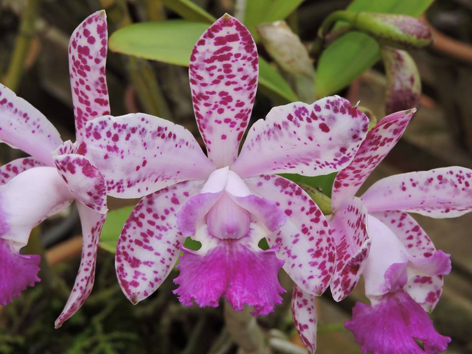 Spotted Cattleya (Chocolate Chip x Jungle Queen) NEW!!!