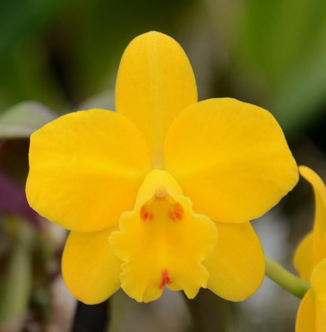 Cattleya luteola x Cattleya Beaufort (Beautiful Hybrid)
