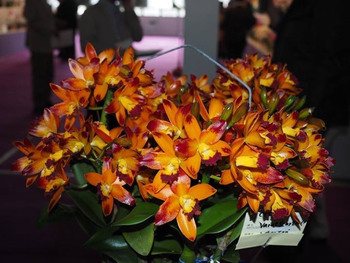 Cattlianthe Varut Startrack (Fragrant Flowering Size) Main image