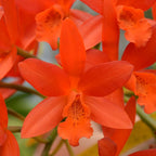 Cattleya Trick or Treat 'Jaffa' X C. Tigrina X Topaz Lullaby 'Bold & Spotty'