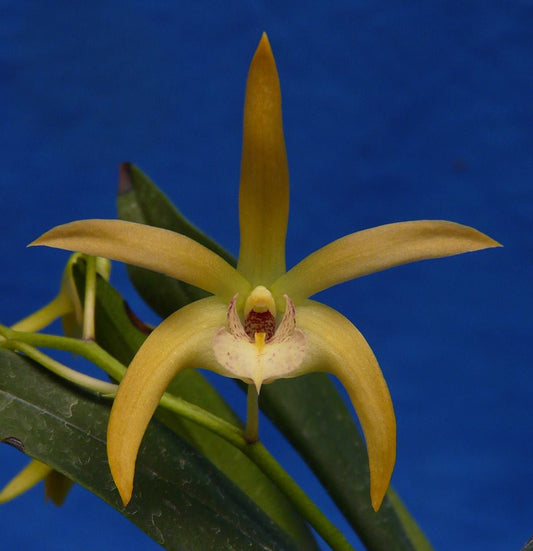 Dendrobium  Daniela Ruah