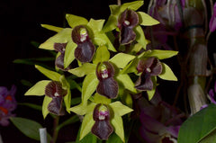 Den. convolutum 'Dark Lip' x (Den. normanbynese x Gerald McCraith)