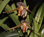 Paphiopedilum Bel Royal (kolopakingii 'Fernbrook' x rothschildianum 'Ranau')