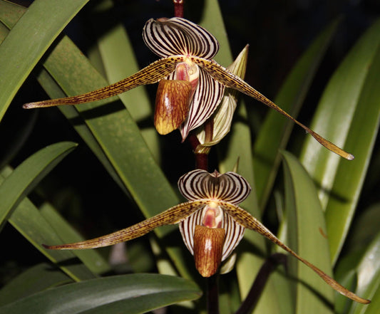 Paphiopedilum Bel Royal (kolopakingii 'Fernbrook' x rothschildianum 'Ranau')