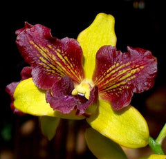 Den. Thongchai Gold ‘Splash’ (Flowering Size)