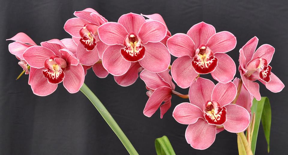 Cym. Skye Khan 'Nicole' X Cym. (Dural Flame x Dural Dream) 'Gina'
