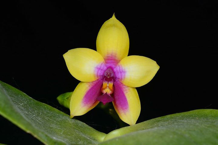TOP - Phalaenopsis Miro Be Queen (Fragrant Novelty)
