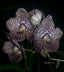 V. Kulwadee Fragrance ‘Black Spot’ (BLOOMING SIZE)