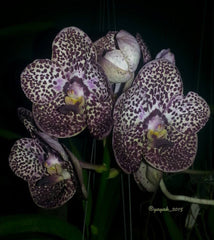 V. Kulwadee Fragrance ‘Black Spot’ (BLOOMING SIZE)