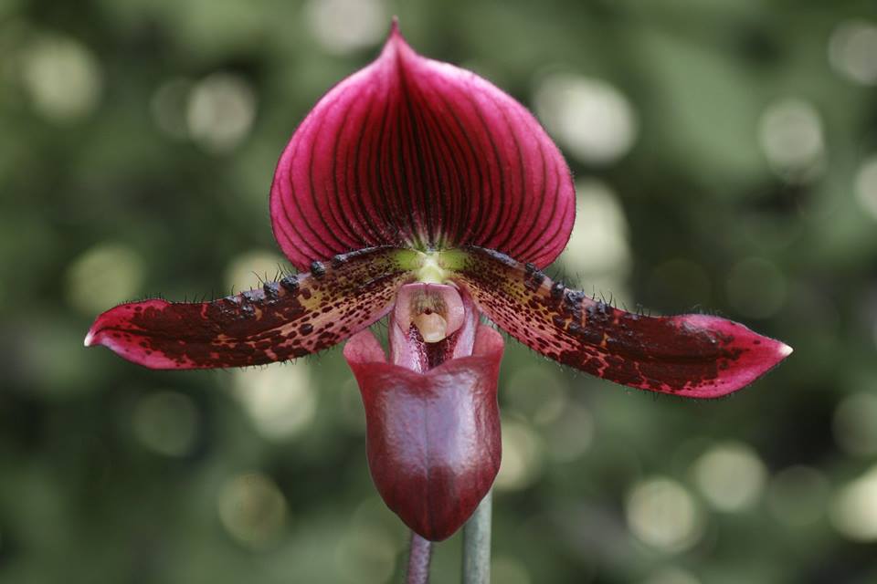 (IN FLOWER BUD) Paphiopedilum Alma Gavaert 'Terry Choice' x Paph. Laserlight 'Green Centre' Main image