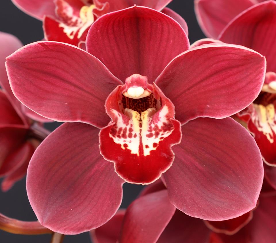 Cymbidium Vanessa Amorosi Elinor X Cym. Flamming Pepper Dural Secondary image