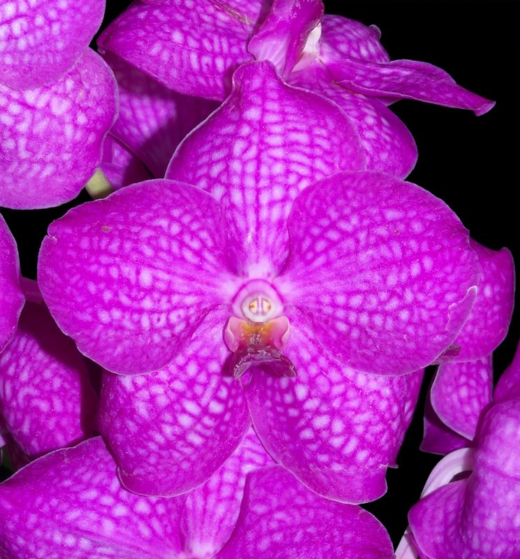 Vanda Siriporn Pink FLOWERING SIZE