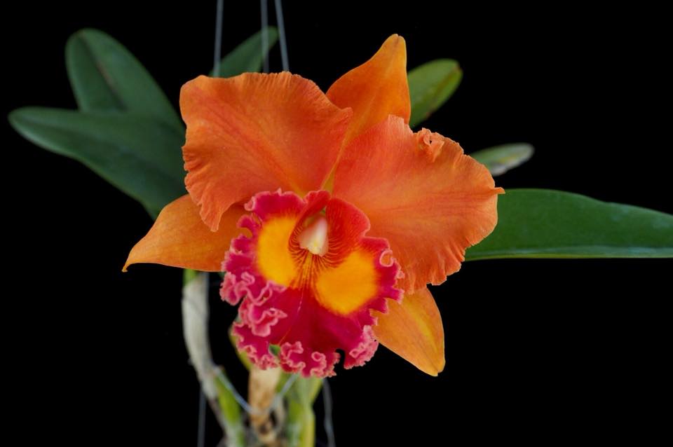 Rlc. Jairak Summer (Fragrant Hybrid)