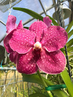 PACK OF 8 VANDA HYBRID SEEDLINGS