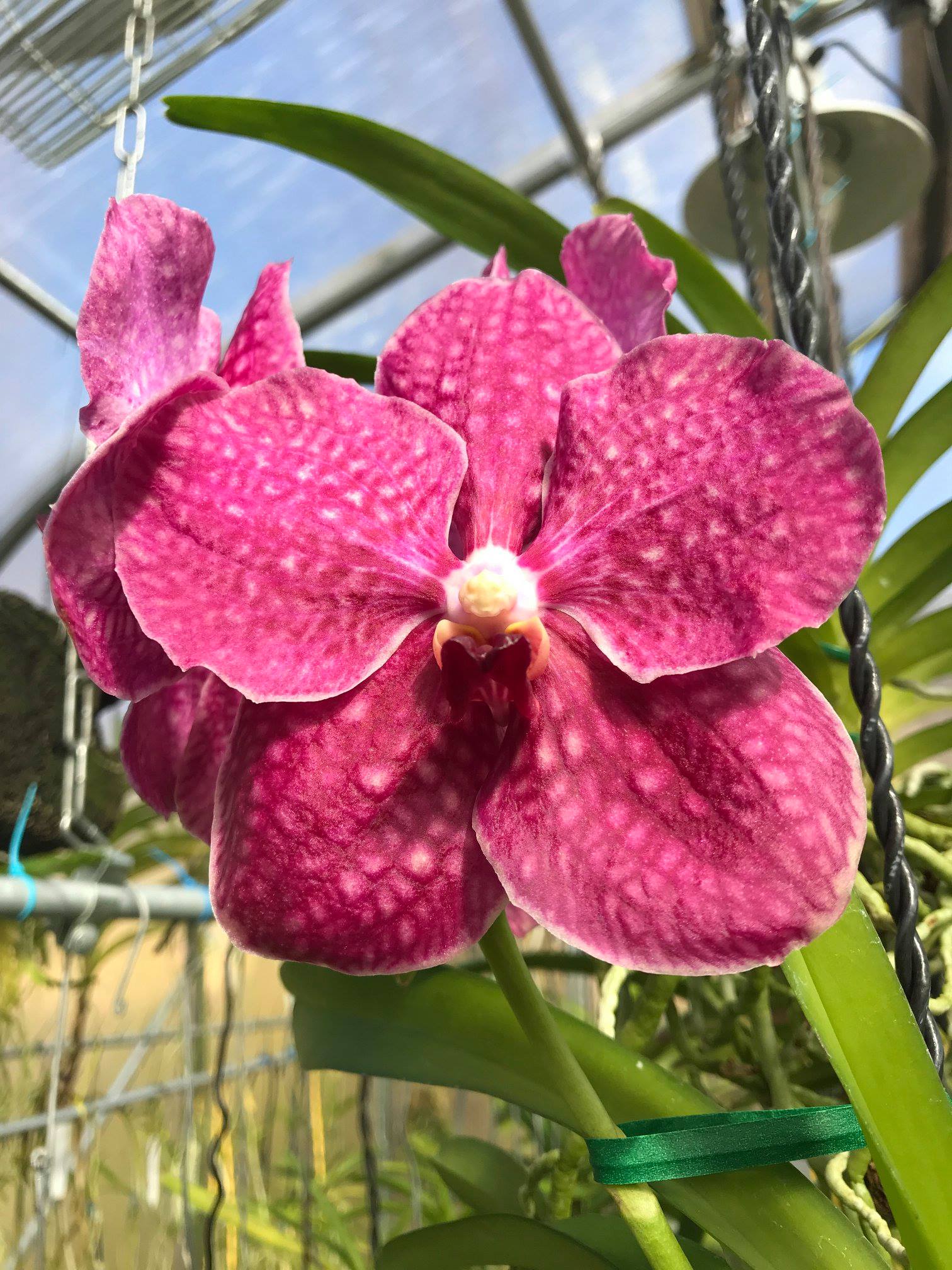 PACK OF 8 VANDA HYBRID SEEDLINGS