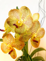 Vanda Kultana Gold X Suksamran Gold (BLOOMING SIZE)
