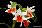 TOP - Den. Hsinying Frostymaree (= Frosty Dawn x Dawn Maree)