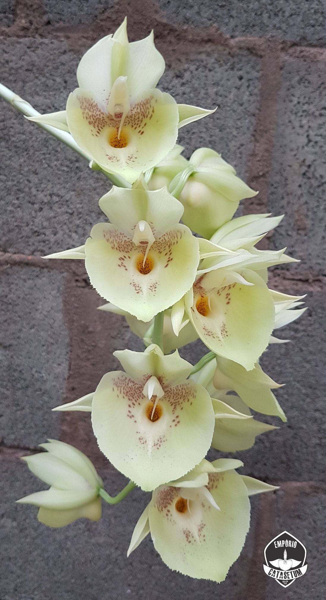 TOP Fredclarkeara Saturn Sky 'Brown' X Catasetum Penang 'Ulisses'
Fredclark Main image