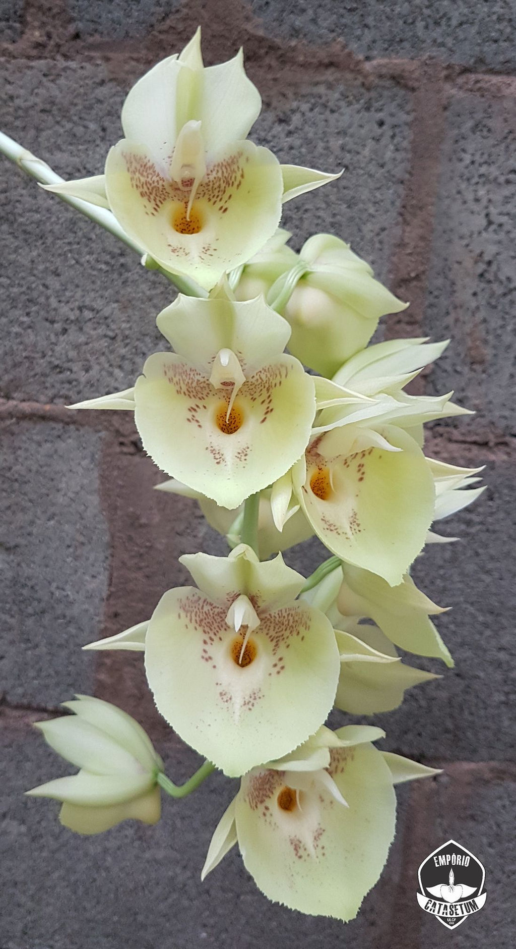 TOP Fredclarkeara Saturn Sky 'Brown' X Catasetum Penang 'Ulisses'
Fredclark