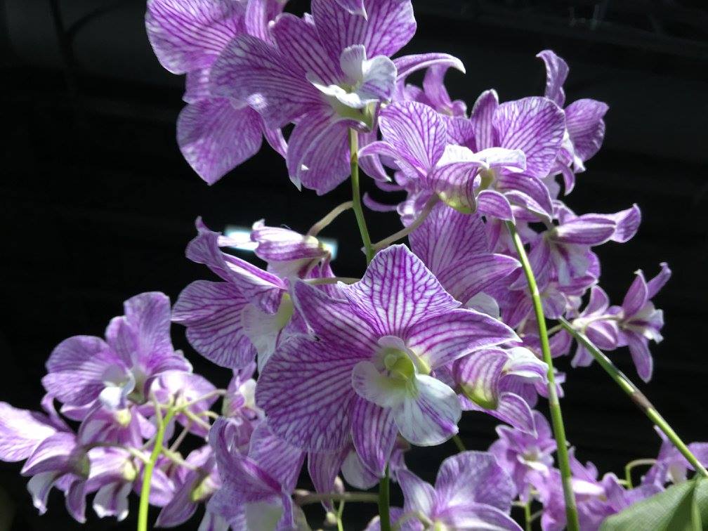 Dendrobium Hawaii Stripes (Roy Tokunaga x Nida) Main image
