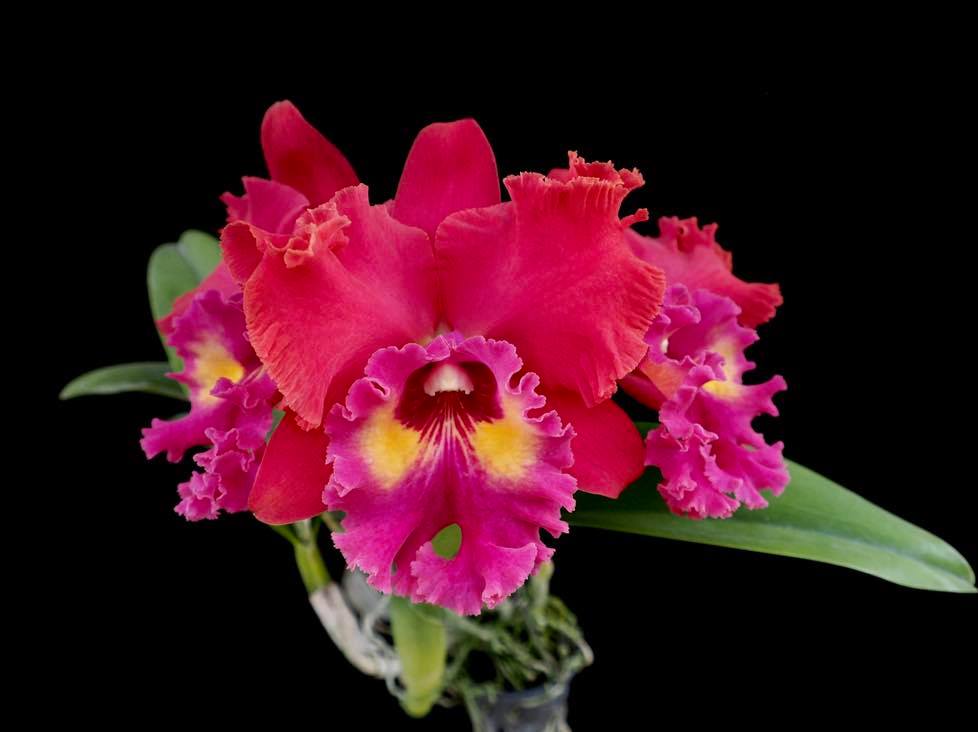 Cattleya Tainan City (Fragrant Flowering Size Mounted Plant) Main image
