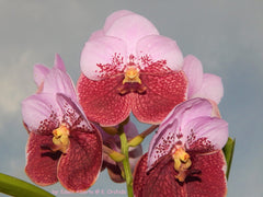 Vanda Suvarnabhumi - V. Thonglorsand × sanderiana (Flowering - IN SPIKE)