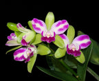 Rlc. Village Chief North 'Green Genius'