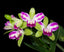 Rlc. Village Chief North 'Green Genius'