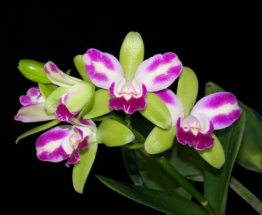 Rlc. Village Chief North 'Green Genius'