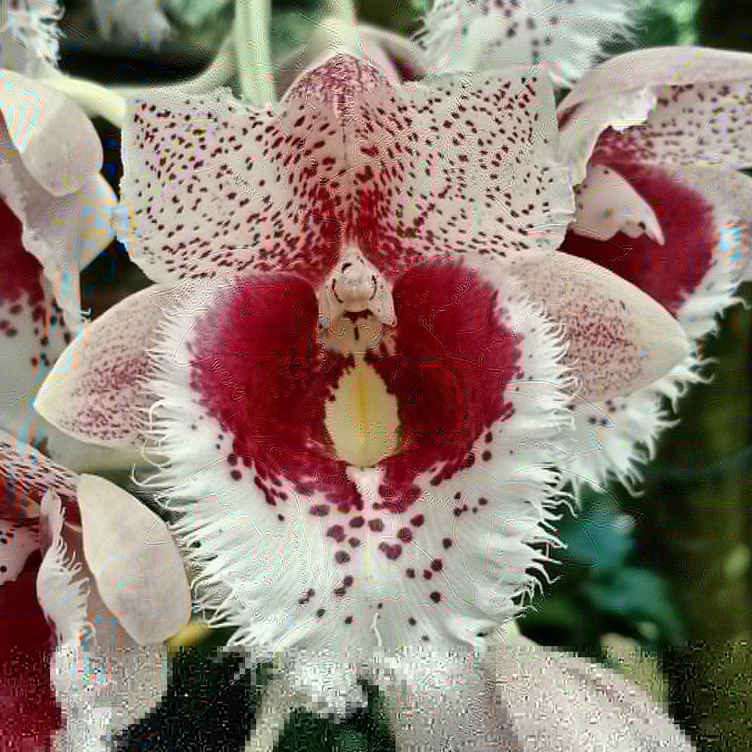 Flask - Clowesetum Penang Waltz Main image