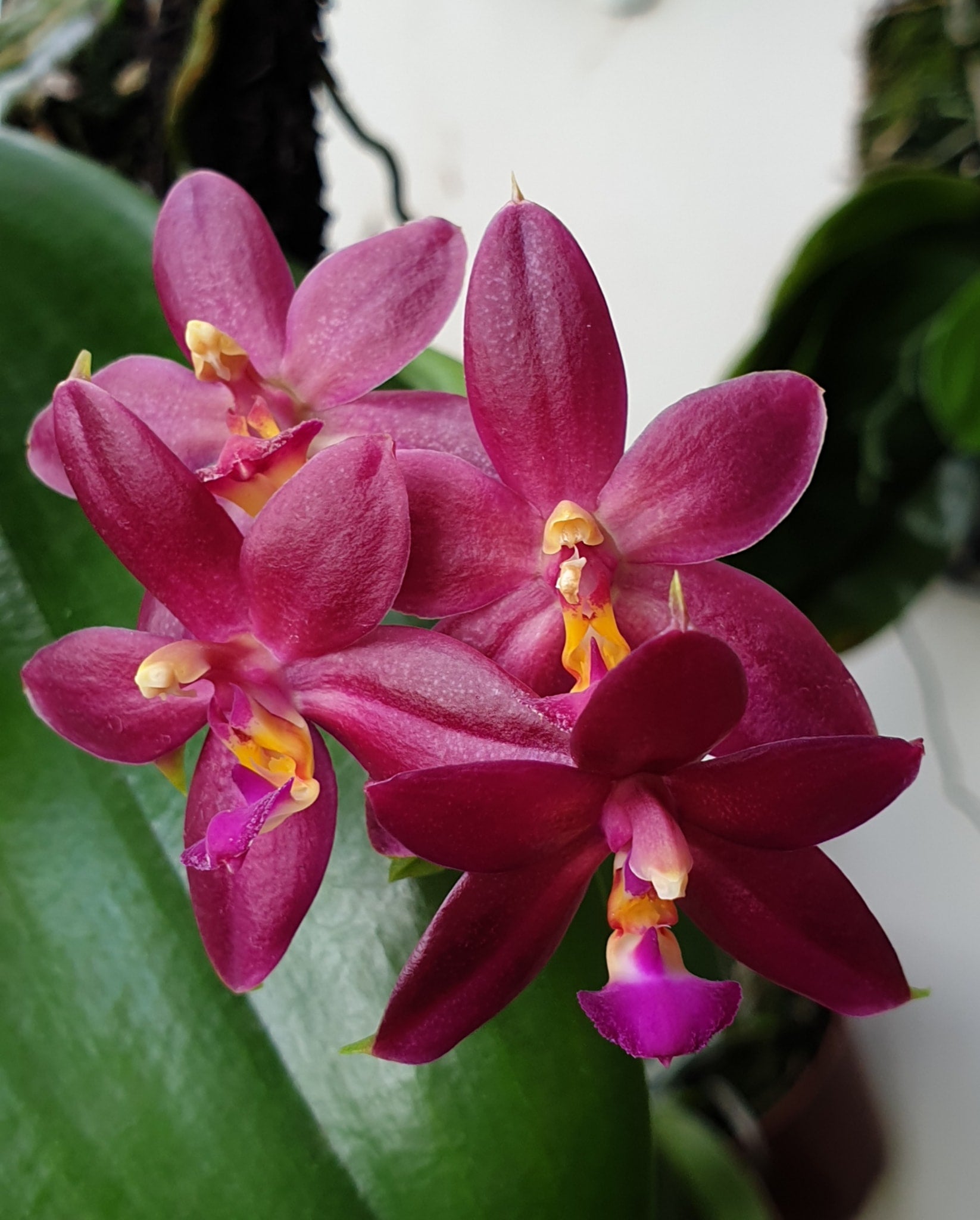 Phalaenopsis Valentinii 'Red' (Rare) Main image